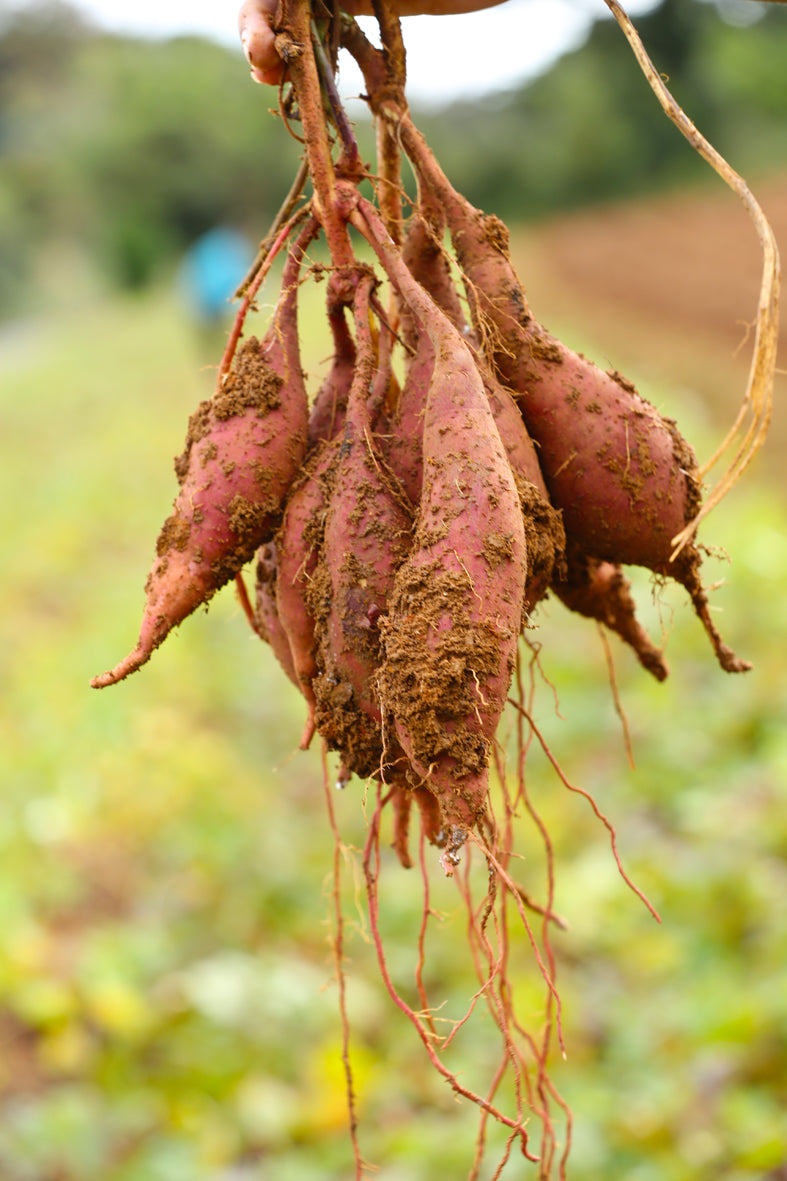 五島芋 紅はるか 樽熟成 180ml