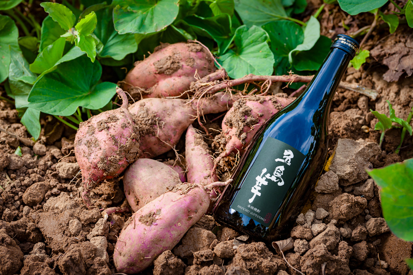 五島芋720ml 化粧箱入り