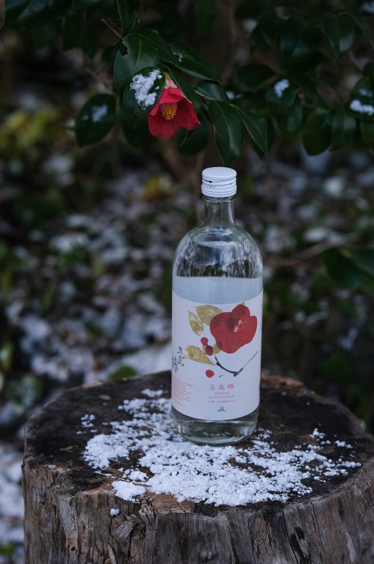 五島椿720ml  化粧箱入